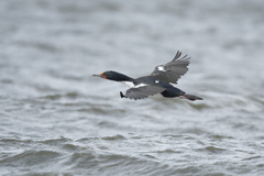 Chatham Shag photo 3