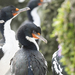 Chatham Shag - Photo (c) Saryu Mae, some rights reserved (CC BY), uploaded by Saryu Mae