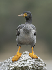 Pitt Shag photo 3