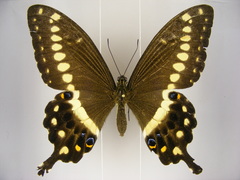 Papilio lormieri lormieri