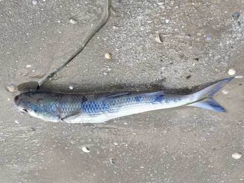 Thinlip grey mullet (Liza ramada) — Mugilidae — 5