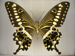 Papilio lormieri lormieri