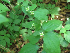 Philadelphus tenuifolius