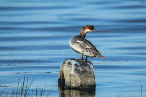 Serreta chica (Mergellus albellus)