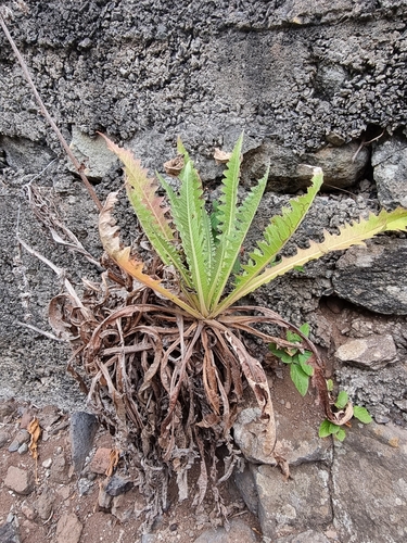 Image of Sonchus acaulis by (c) Vítor Jorge, some rights reserved (CC BY)