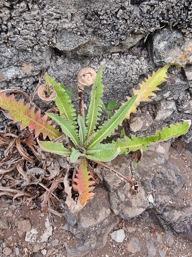 Image of Sonchus acaulis by (c) Vítor Jorge, some rights reserved (CC BY)