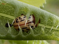 Zygogramma conjuncta