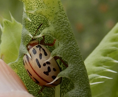 Zygogramma conjuncta