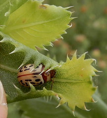 Zygogramma conjuncta