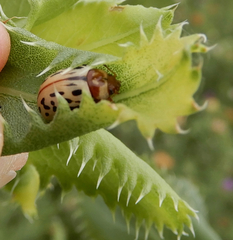 Zygogramma conjuncta