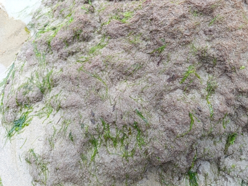 Image of Rhodothamniella floridula by (c) Tim Johnson, some rights reserved (CC BY)