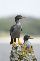Pitt Shag photo 5