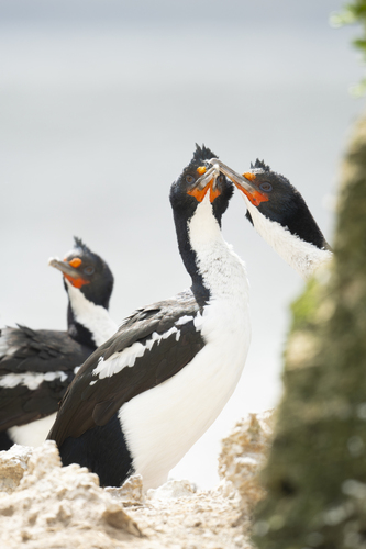 chatham islands shag (Leucocarbo onslowi)
