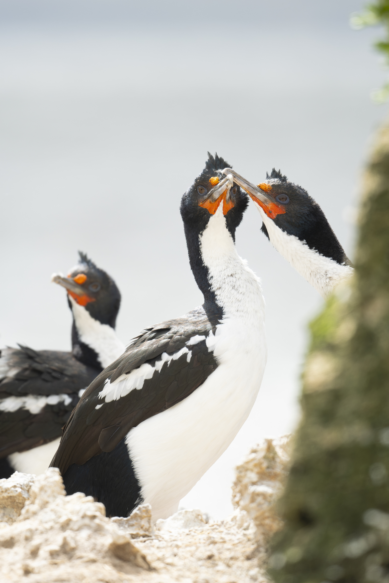 Chatham Islands Shag illustration