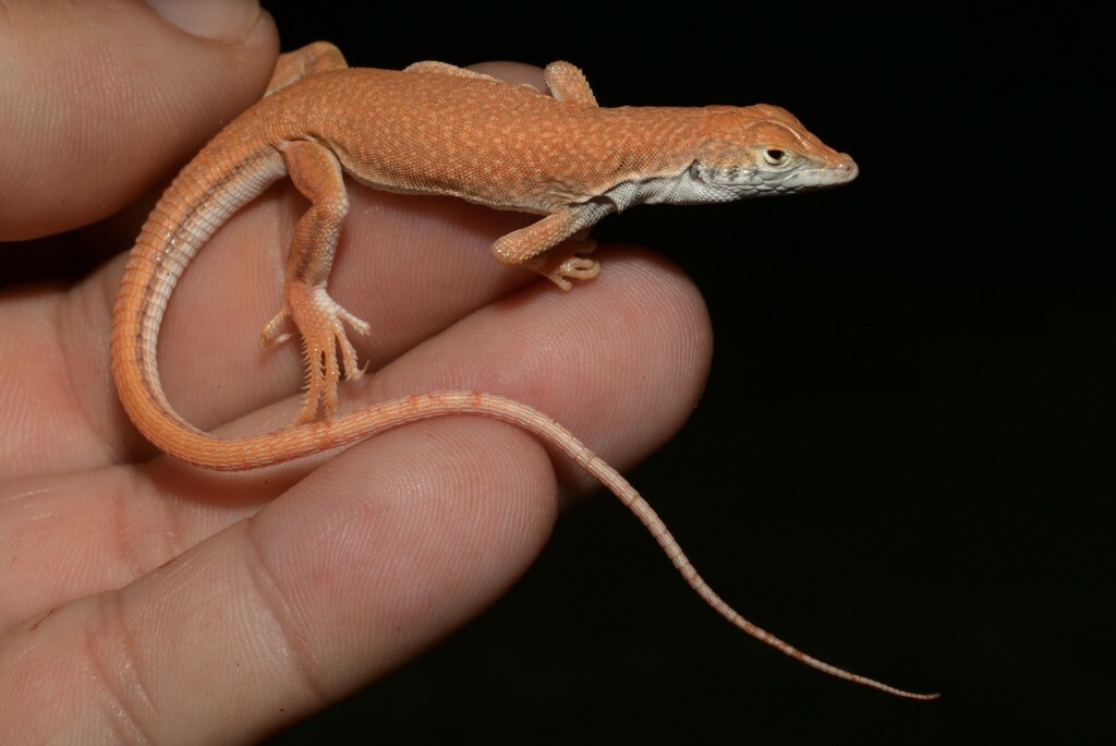 Tilbury's Fringe-Fingered Lizard
