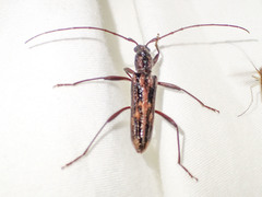 Aesiotyche favosa