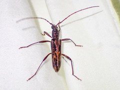 Aesiotyche favosa