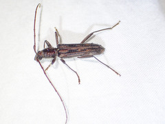 Aesiotyche favosa