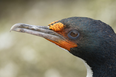 Chatham Shag photo 2