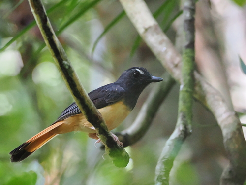 Rufous-tailed Shama (Copsychus pyrropygus), photo 7