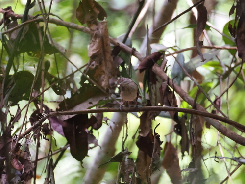 Rufous-crowned Babbler (Malacopteron magnum), photo 9