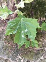 Platanus × hispanica