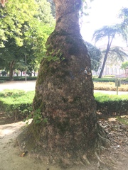 Platanus × hispanica