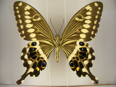 Papilio lormieri lormieri
