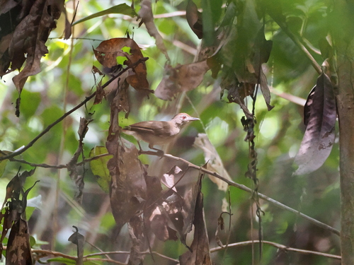 Rufous-crowned Babbler (Malacopteron magnum), photo 10