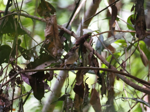 Rufous-crowned Babbler (Malacopteron magnum), photo 10