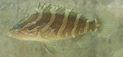 Epinephelus bruneus