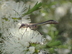 Enchoptera apicalis
