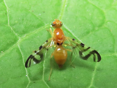 Acidia cognata