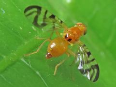 Acidia cognata
