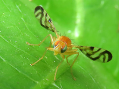 Acidia cognata