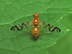 Acidia cognata