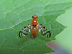 Acidia cognata