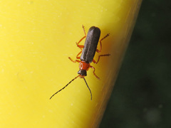 Cantharis flavilabris