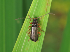 Cantharis flavilabris