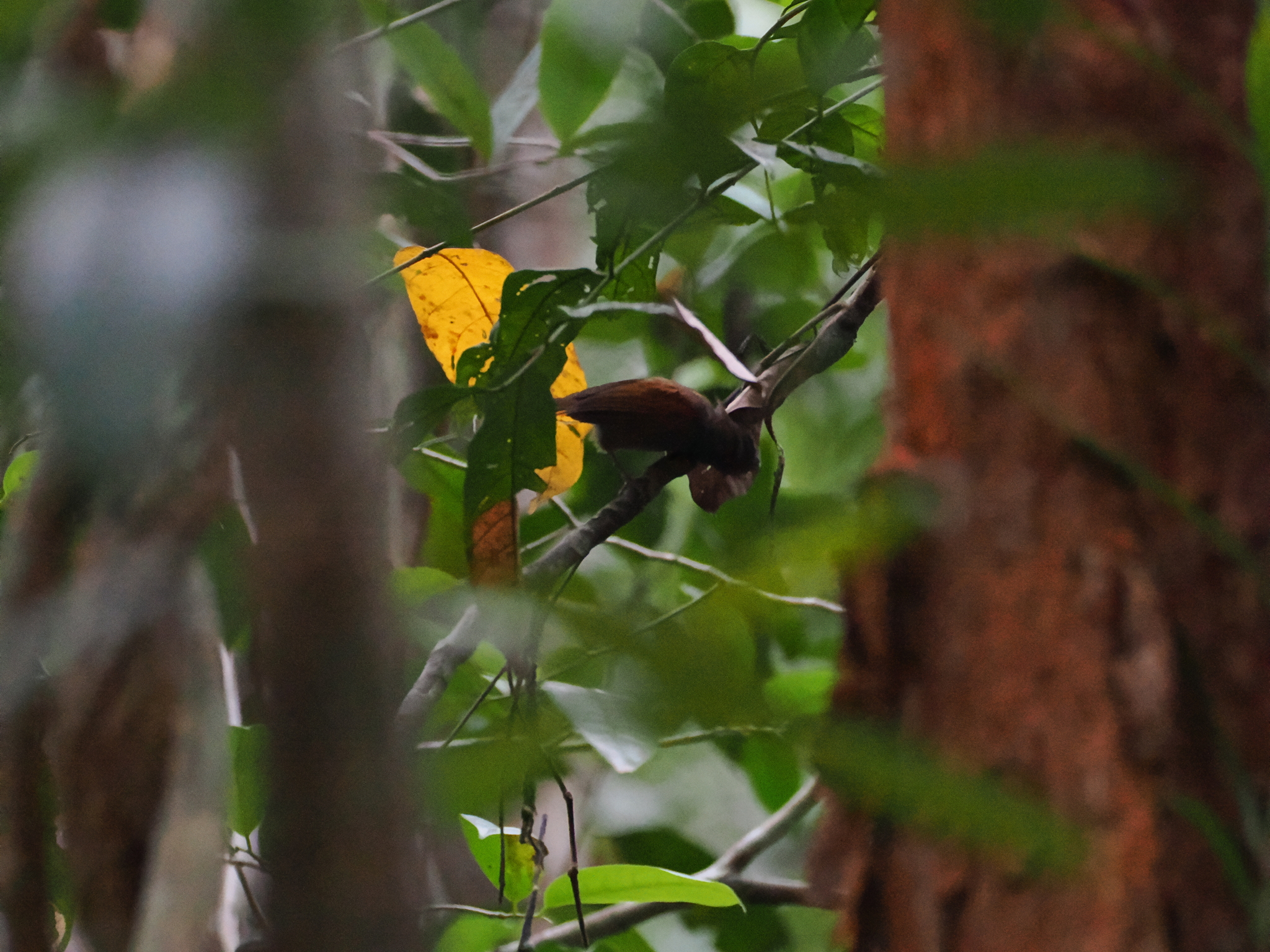 Chestnut-winged Babbler