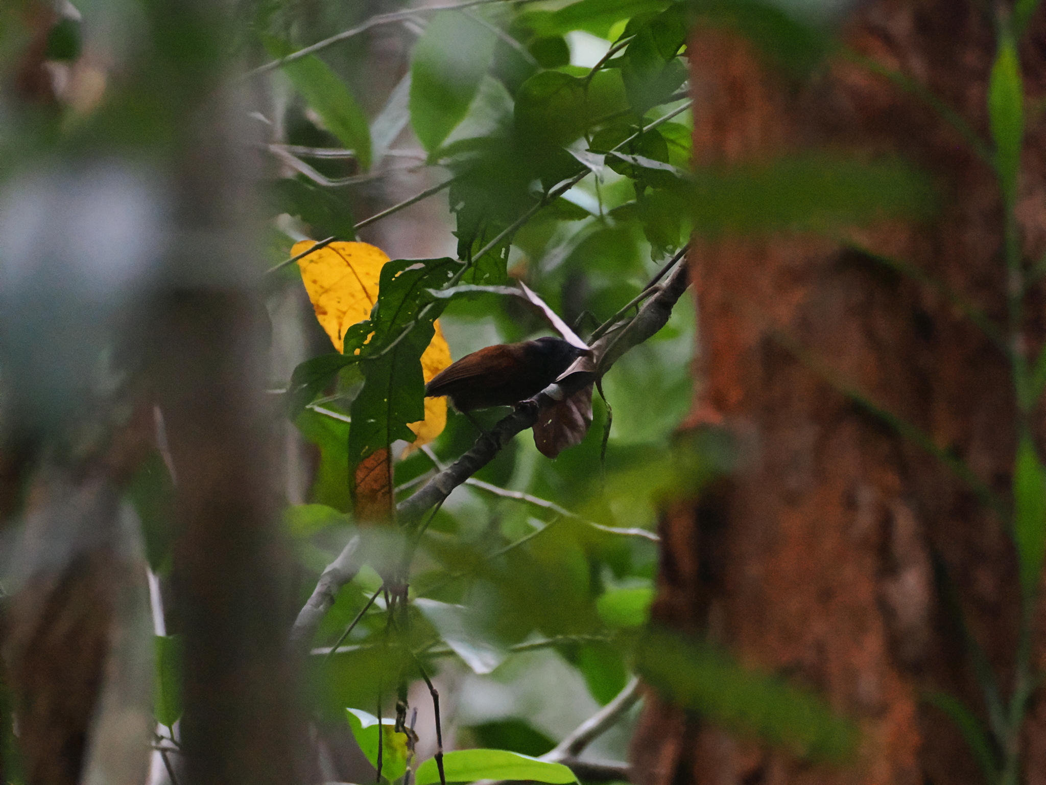 Chestnut-winged Babbler