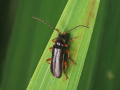 Cantharis flavilabris