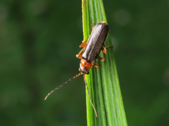 Cantharis flavilabris