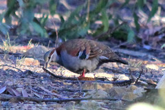 Phaps elegans