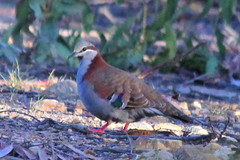 Phaps elegans