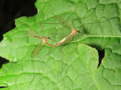 Limonia phragmitidis