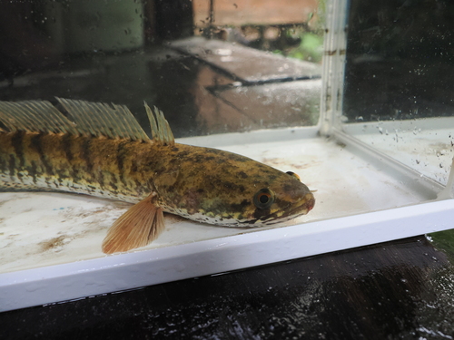 Channa striata