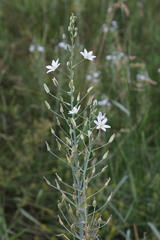 Ornithogalum pyramidale