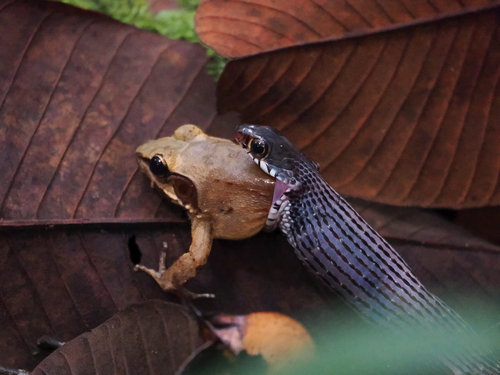 Spotted Keelback, Xenochrophis maculatus