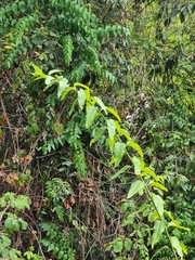 Yerva mora (Bosea yervamora)